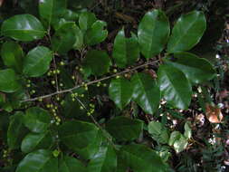 Image of Ilex sapotifolia Reiss.