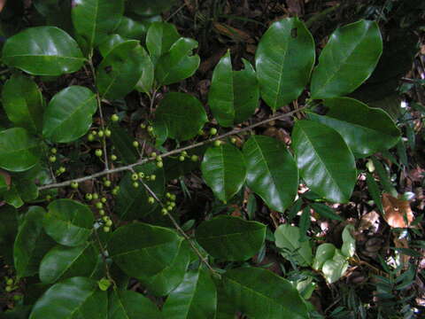 Image de Ilex sapotifolia Reiss.