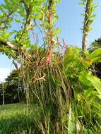 Image of twisted airplant