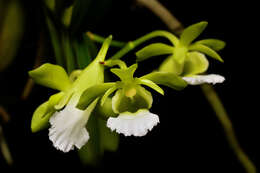 Image of Vanda vietnamica (Haager) L. M. Gardiner