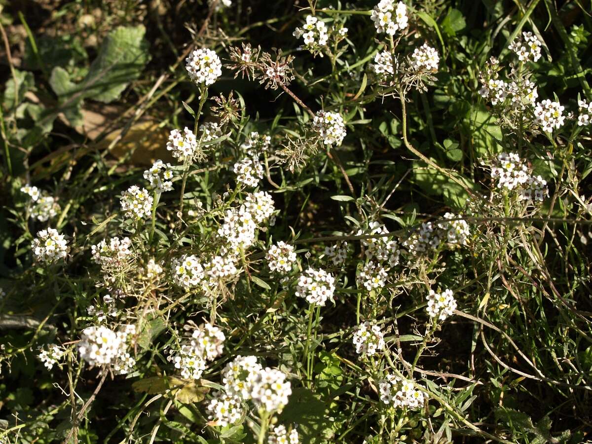 Image of sweet alyssum