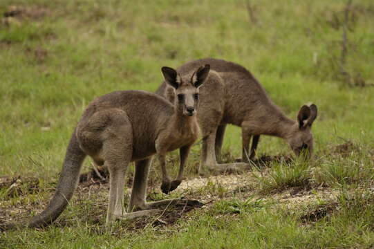 Image of Eastern Gray Kangaroo