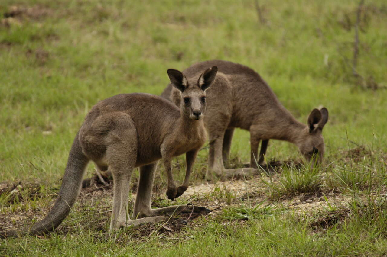 Image of kangaroo