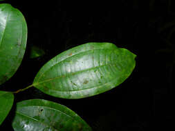 Image of Miconia hondurensis Donn. Sm.