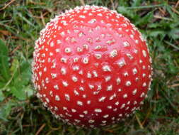 Image of Amanita