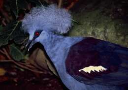 Image of Blue Crowned-pigeon