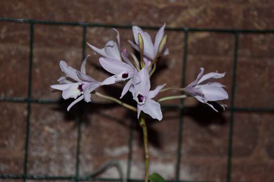 Image of laelia