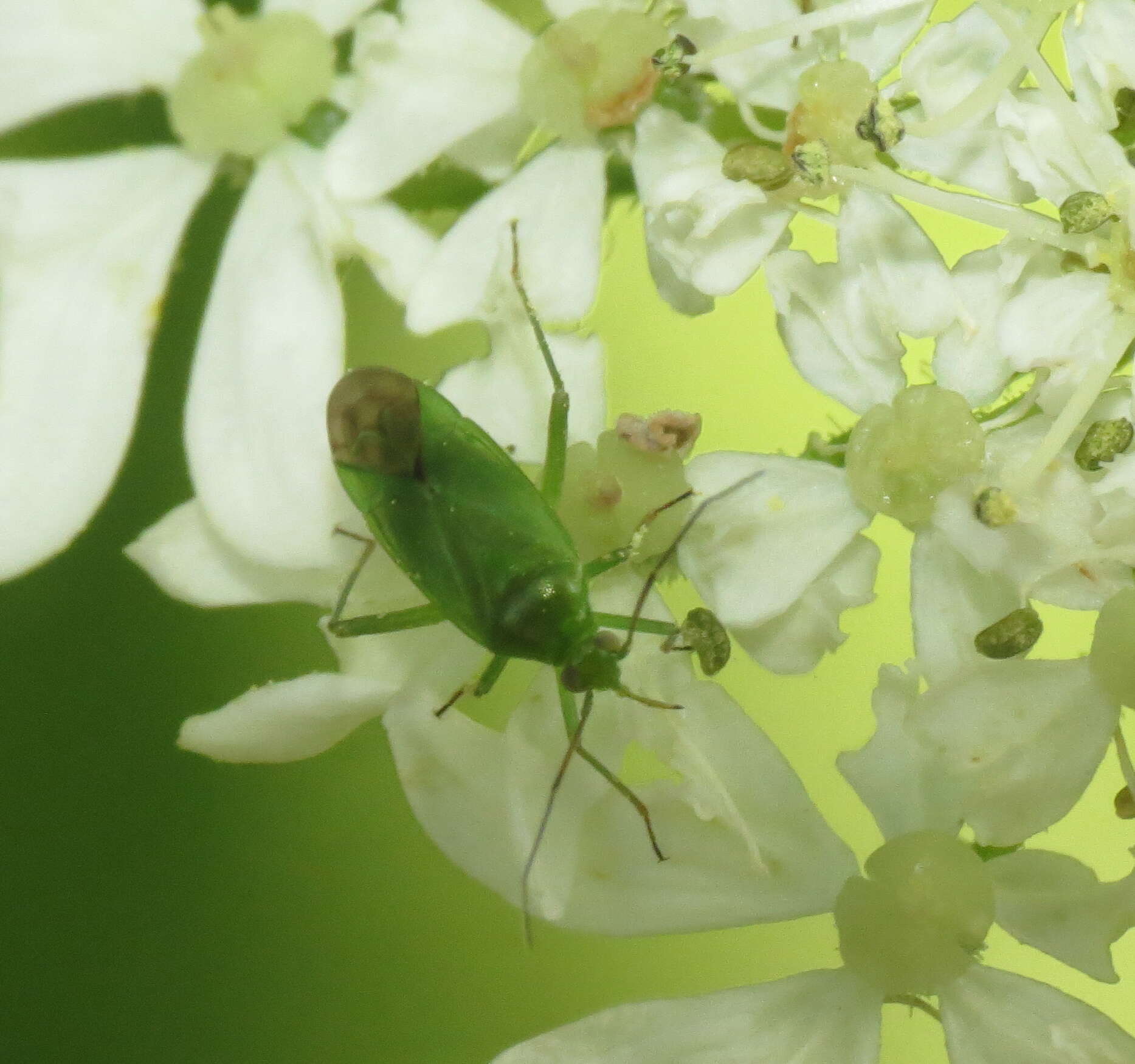 Image of Common Green Capsid