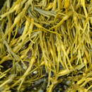 Image of knotted wrack