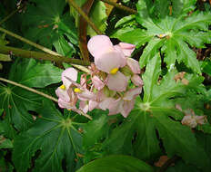 Слика од Begonia heracleifolia Schltdl. & Cham.