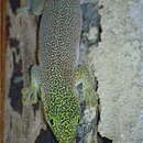 Image de Gecko Diurne De Standing