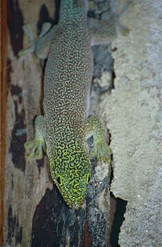 Image of Standing's Day Gecko