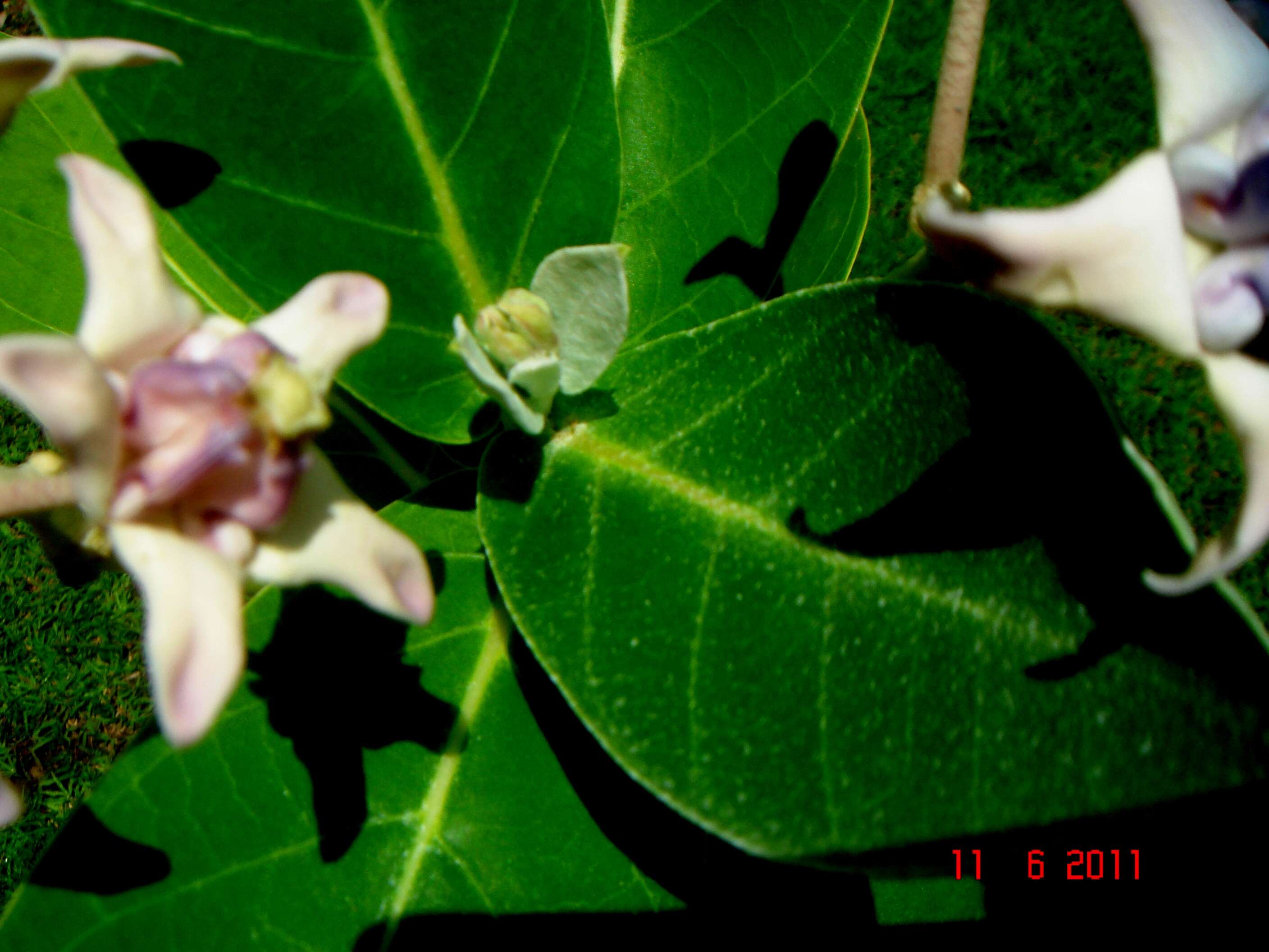 Image of calotropis