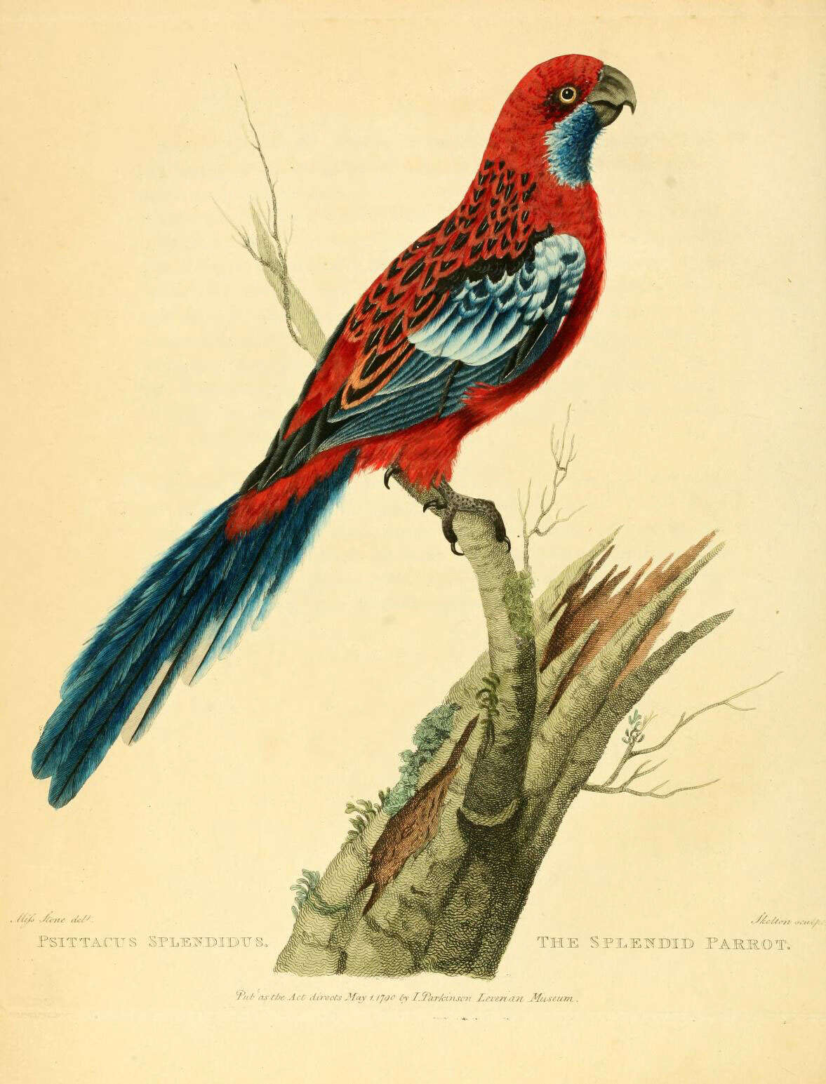 Image of Platycercus Vigors 1825