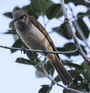 Image of Brown Honeyeater