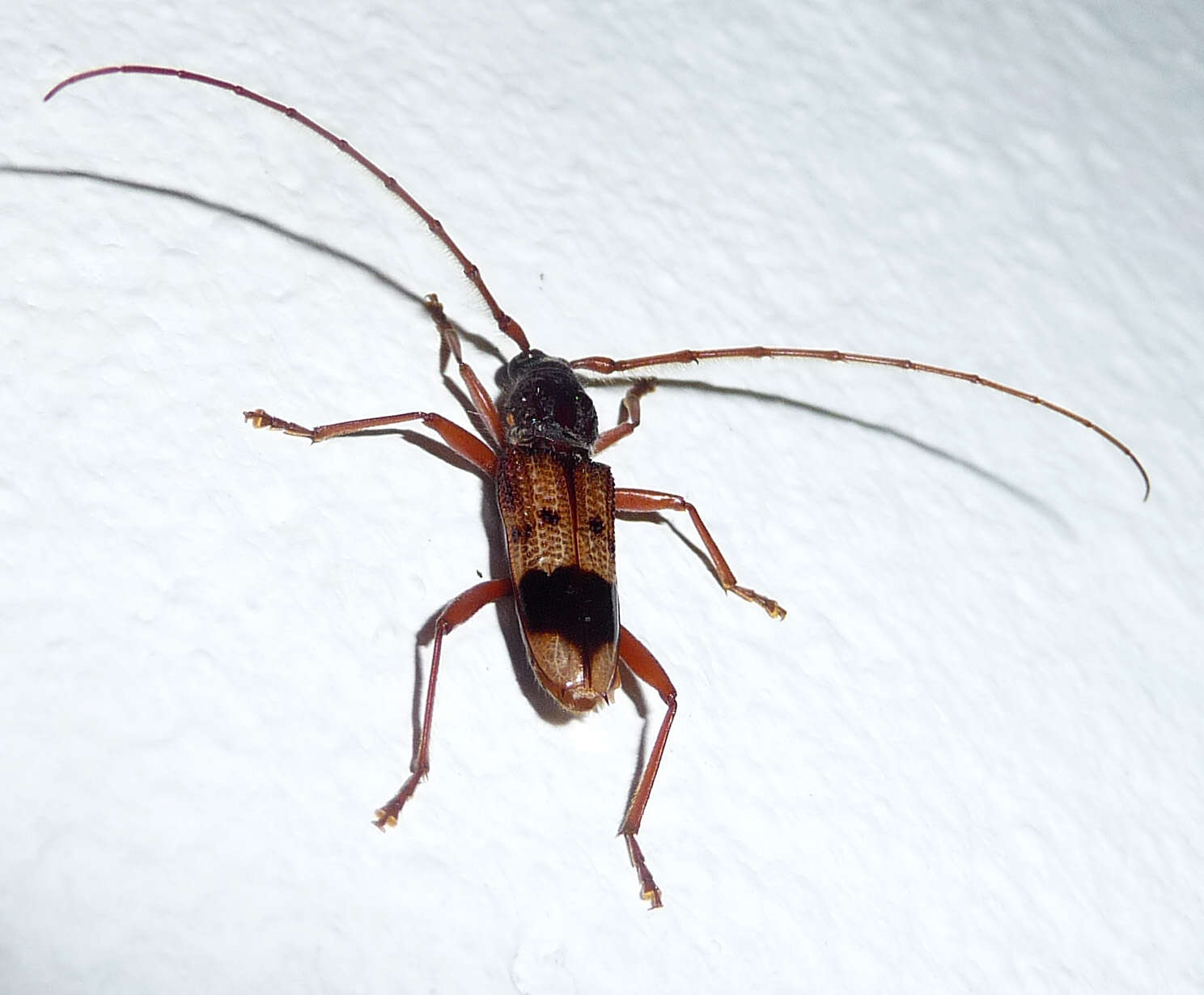 Image of Eucalyptus longhorned borer