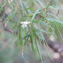 Image of Eremophila bignoniiflora (Benth.) F. Muell.