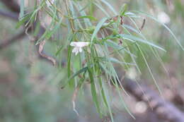 Imagem de Eremophila bignoniiflora (Benth.) F. Muell.