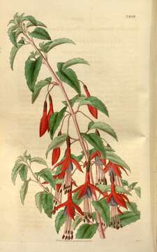 Image of fuchsia