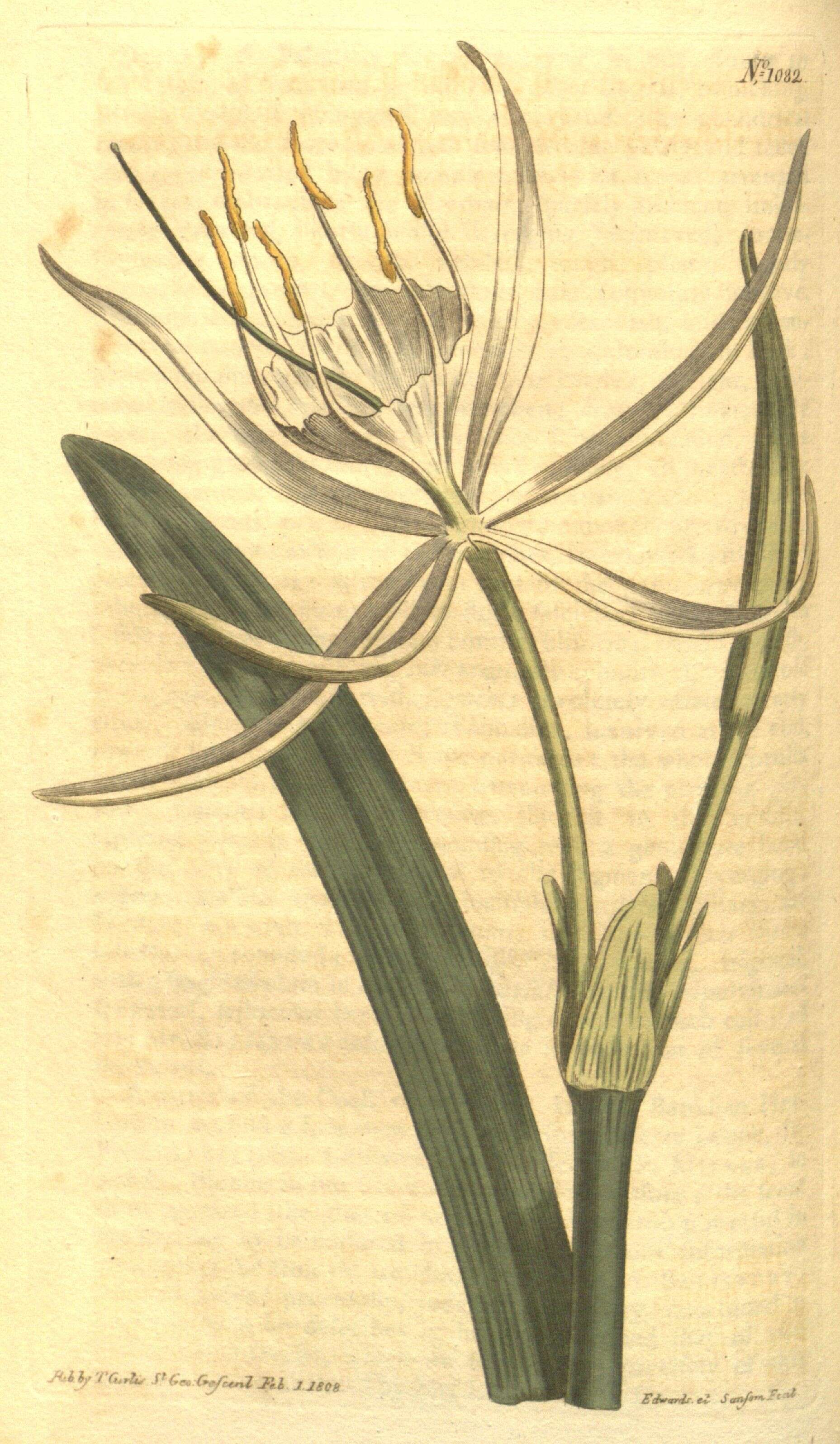 Image of streambank spiderlily