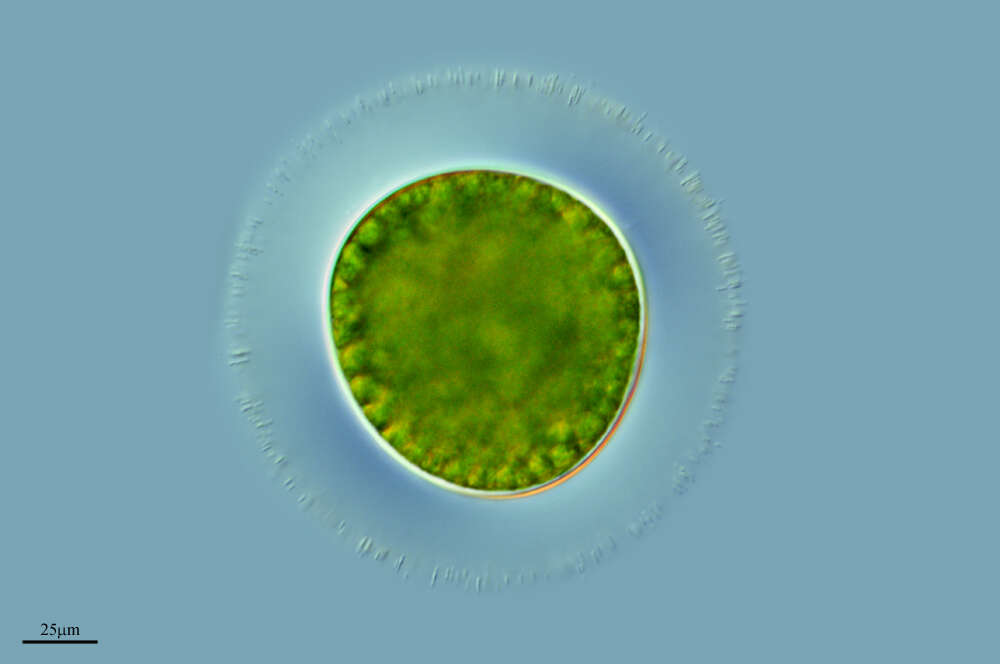 Image of Plantae