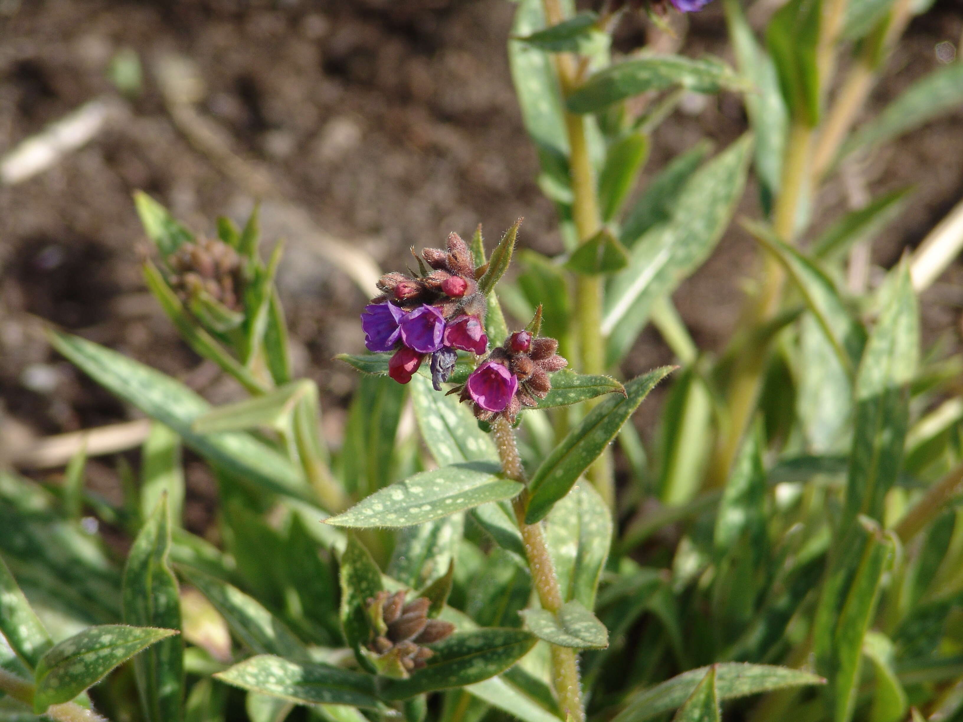 Image of Lungwort