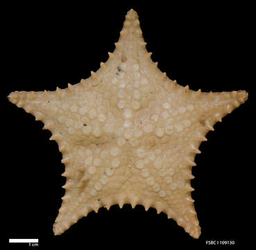 Plancia ëd Goniaster tessellatus (Lamarck 1816)