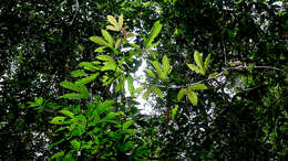 Image of Passiflora cacao Bernacci & M. M. Souza