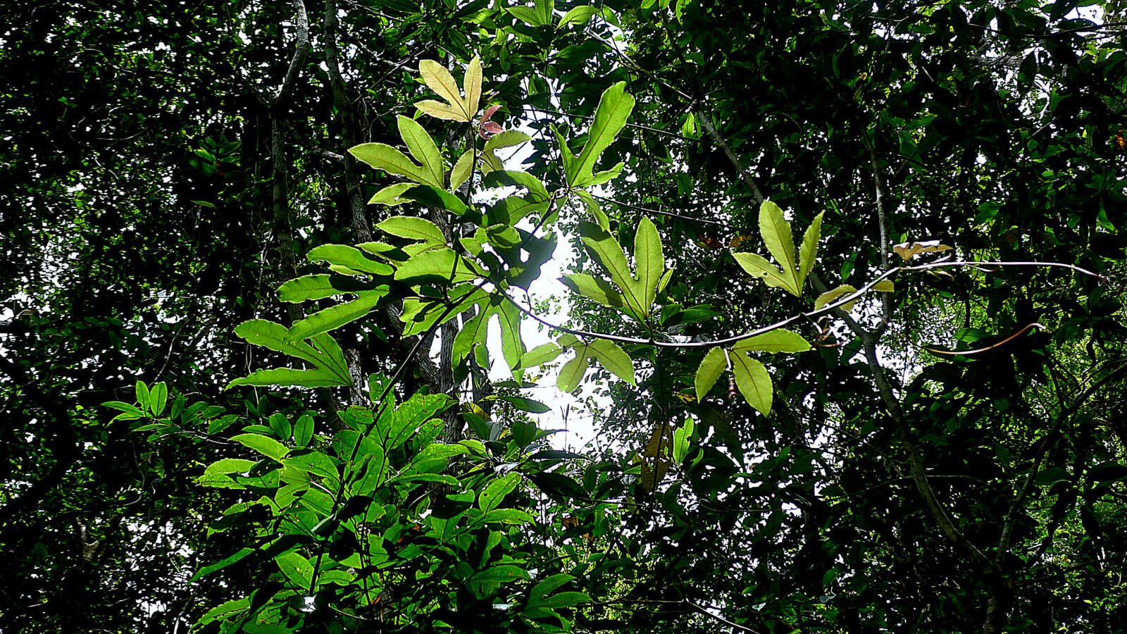 Image de Passiflora cacao Bernacci & M. M. Souza