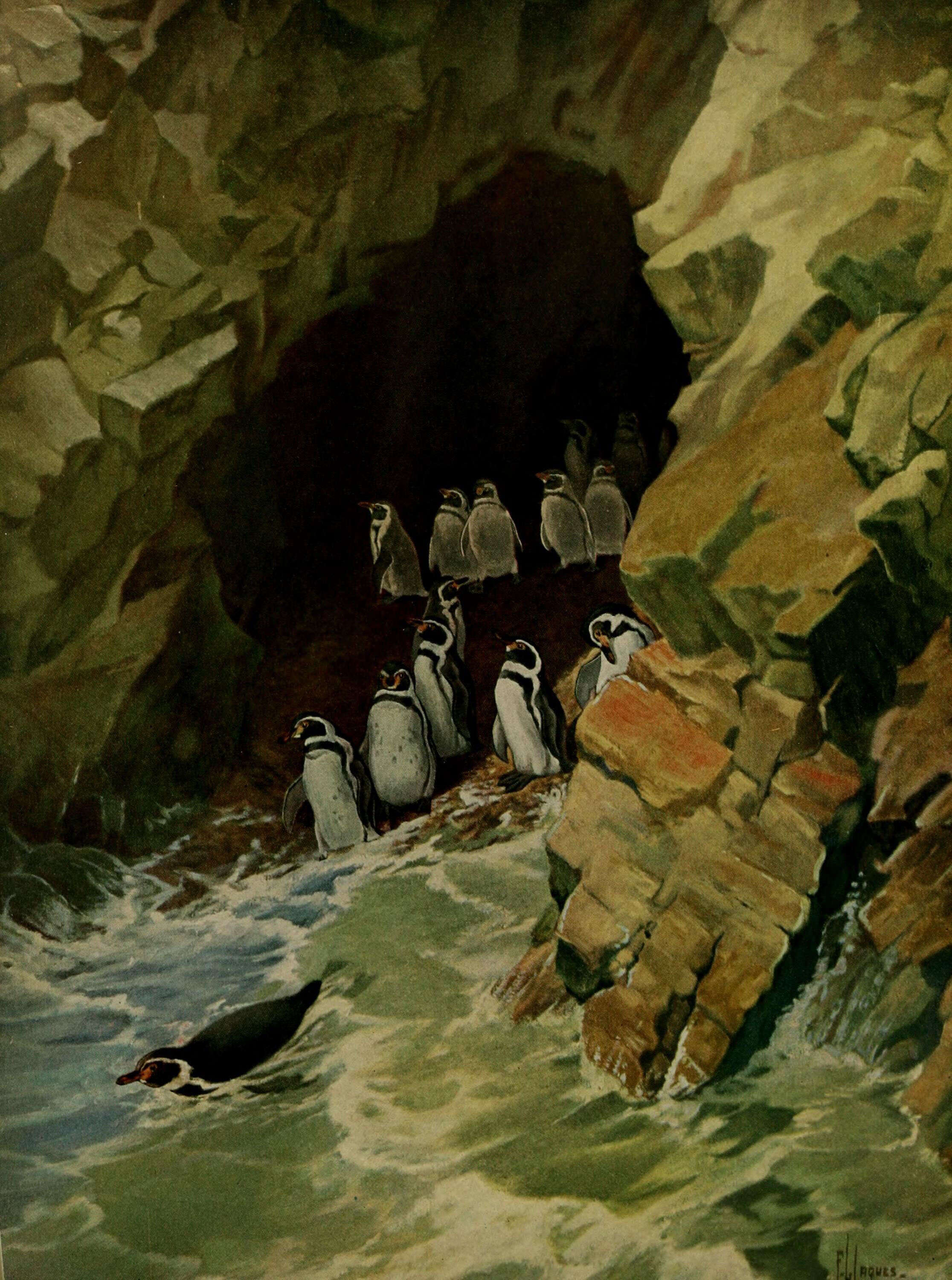 Image of penguins