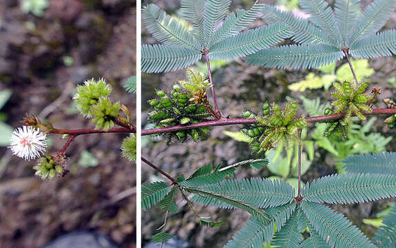 Plancia ëd Mimosa polydactyla Willd.