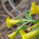 Image of manyflowered stoneseed