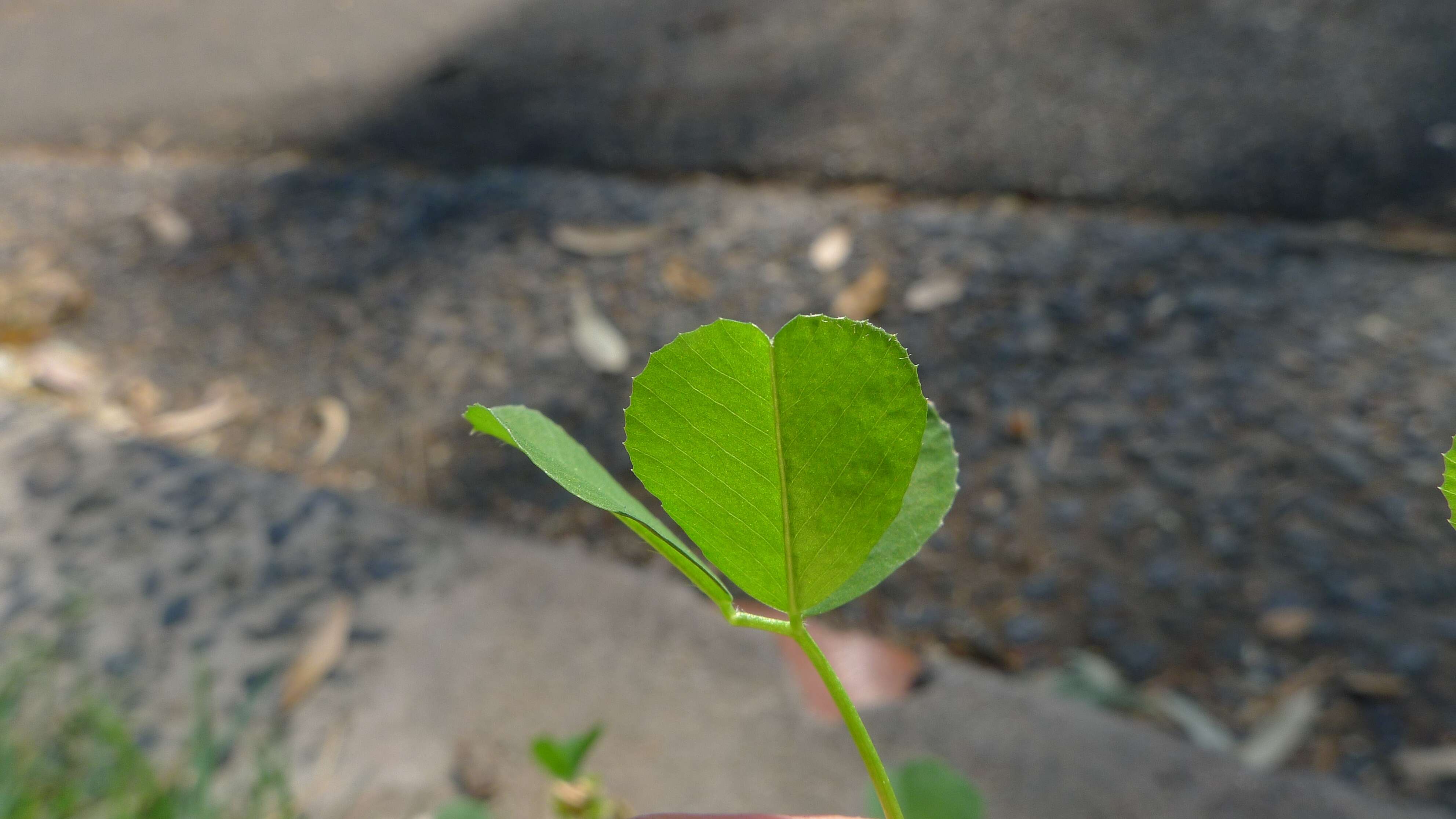 Слика од Medicago