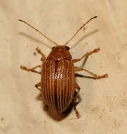 Image of Colaspis