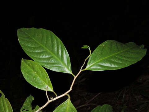 Image of Desmopsis verrucipes Chatrou, G. E. Schatz & N. Zamora