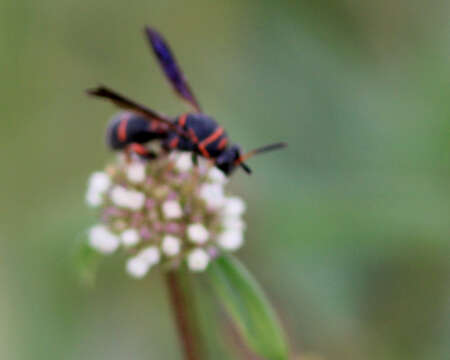 Image of Wasp