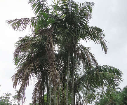 Image of Bamboo Palm