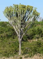 Image of Common Cadelabra tree