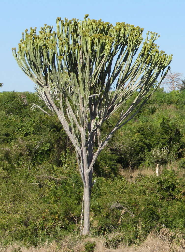Image of Common Cadelabra tree