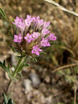 Image of Star Scabious
