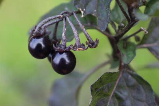 Plancia ëd Solanum nigrum L.