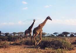 Image of Giraffa camelopardalis tippelskirchii