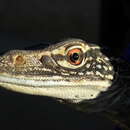 صورة Varanus gouldii Gray 1838