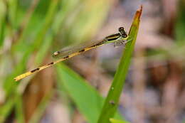 Image of Citrine Forktail