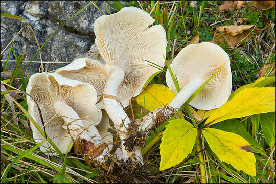 Image de Clitocybe fasciculata H. E. Bigelow & A. H. Sm. 1969