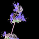 Image of Salvia chionopeplica Epling