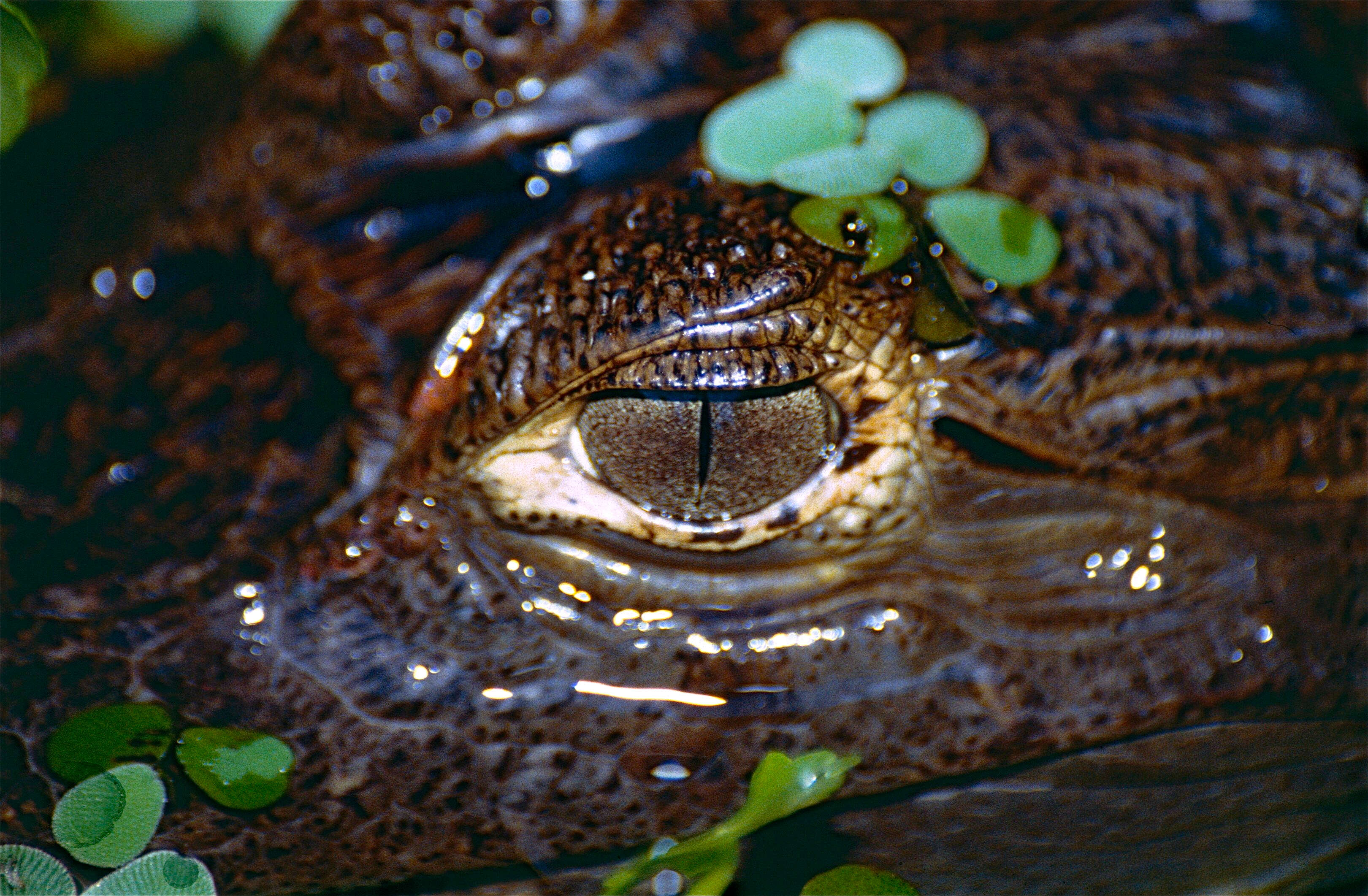 Image of Common Caiman