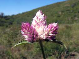 Image of globe amaranth