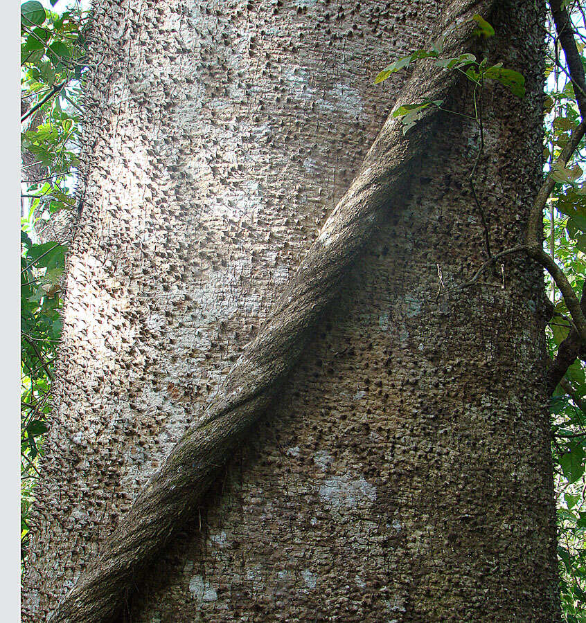 Image of sandbox tree