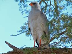 Image of Pale Chanting Goshawk